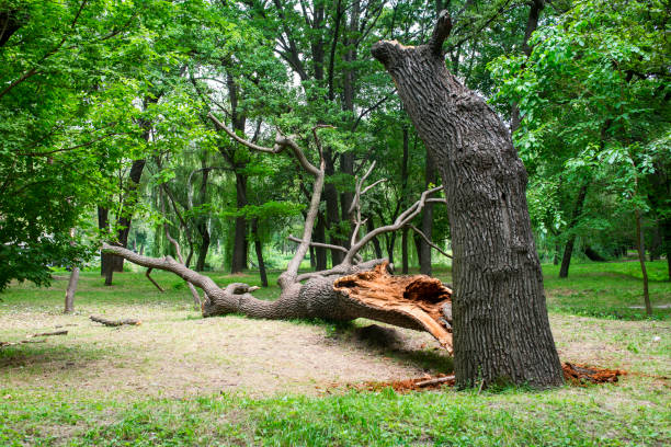 How Our Tree Care Process Works  in  Brawley, CA