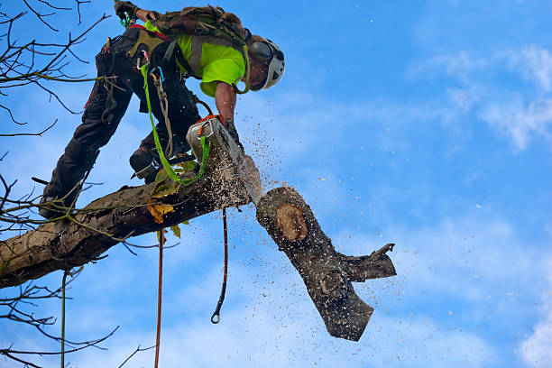 Tree and Shrub Care in Brawley, CA